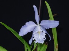 Orchidea Cattleya maxima var