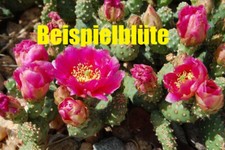 Opuntia debreczeyi (fragilis)