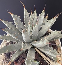 EXTREMELY RARE! Agave