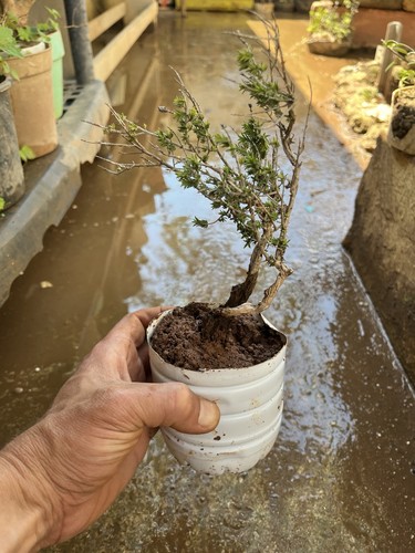 Bonsai timo pianta aromatica - timo,,