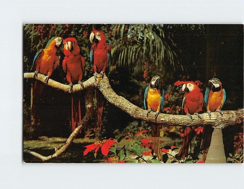 Cartolina pappagalli parrot - a,
