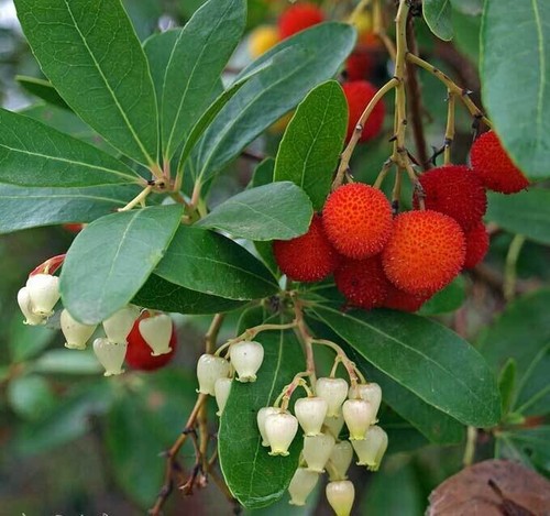 Arbutus unedo rubra corbezzolo - unedo,