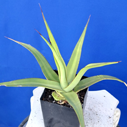 Agave mateo variegated plant - variegated,