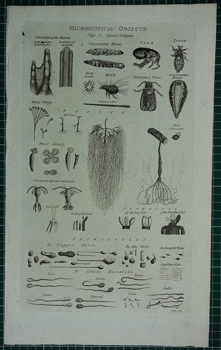 1786 stampa microscopical - 1786,