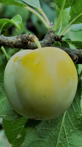 Pianta susino regina - pianta,