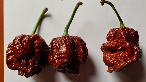 Semi peperoncino borg - 20, 9