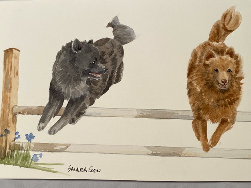German spitz original - spitz,