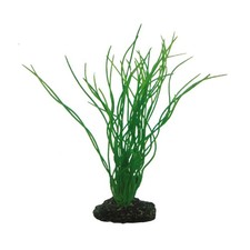 Hobby Sagittaria - 20cm -