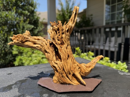 Cholla driftwood acquari pesci - driftwood,