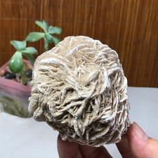 Rosa del deserto naturale 90