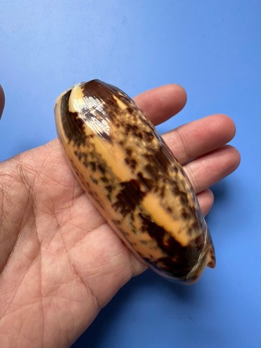 Oliva miniacea - 97,8,