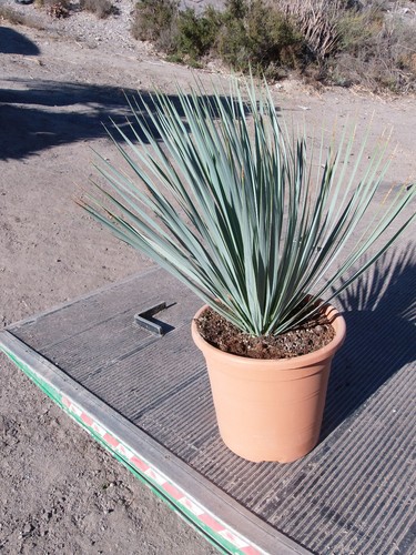 Yucca rostrata - yucca,