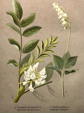 Incisione su legno piante