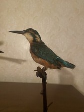 Martin pescatore comune - pescatore,