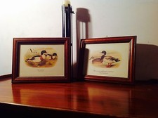 Stampe Antiquariato stile Inglese Tela Pregiata Quantità 2 ~ Cornice e Vetro