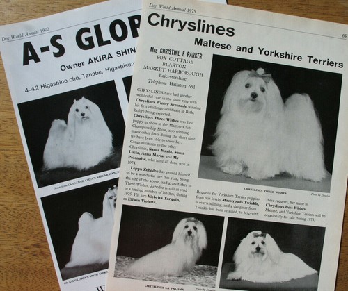 Maltese toy dog - toy,