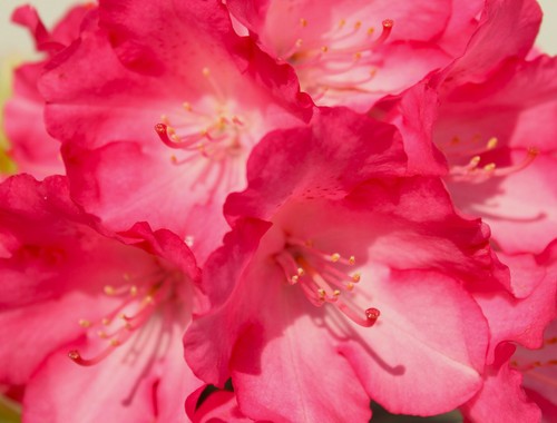 Rododendro yakushimanum - rododendro, 'yakushimanum'