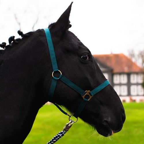 Cavezza per cavallo sangue - cavallo,,