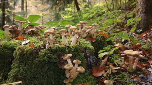 Armillaria borealis northern - armillaria,