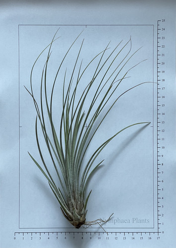 Tillandsia juncea cm - tillandsia, 20