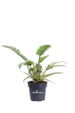 Pianta vera di Filodendro