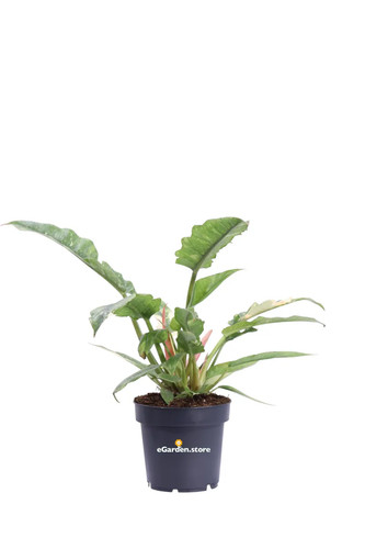 Pianta vera filodendro - pianta,