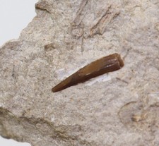 Dente, Nothosaurus sp., Trias, calce conchiglia, Freyburg a.U., Germania -L650