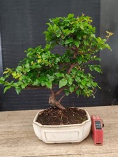 bonsai di ciliegio cinese h 35
