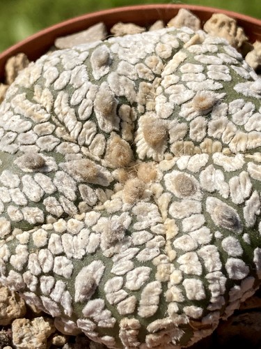 Astrophytum asterias - , cv