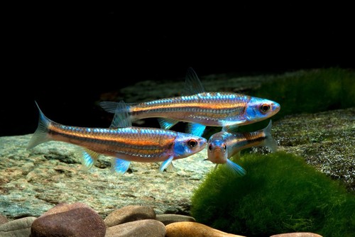 Lotto notropis chrosomus - pz.10,