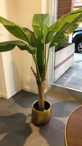 Pianta banano