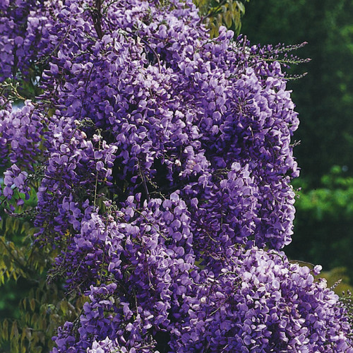 Glicine giapponese violacea - giapponese,