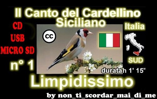 Canto del cardellino - del,