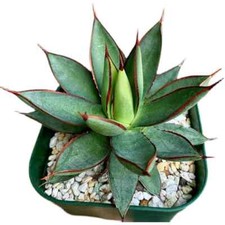 Pianta di Agave Succulenta 7CM
