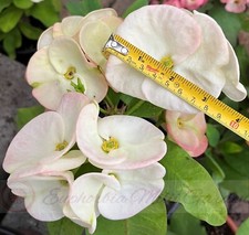 Euphorbia Milii GIGANTE WAT