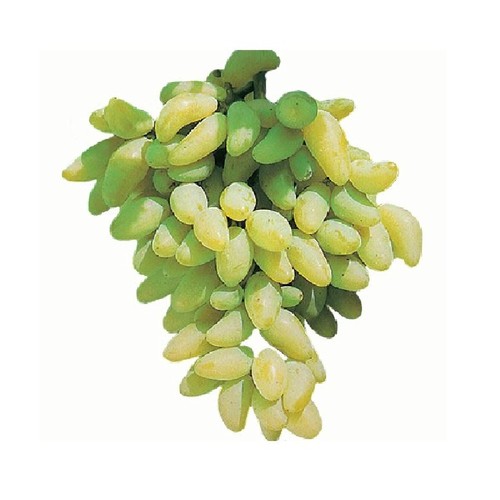 Pianta uva vite innestata - uva,