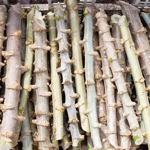 Yuca cassava live plant - cassava,