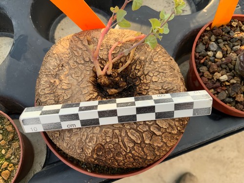 402 stephania cepharantha ssp - stephania,