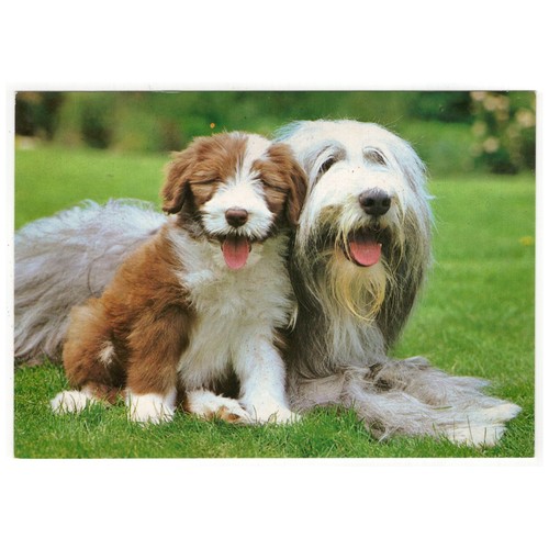 Cartolina cani - cani,,