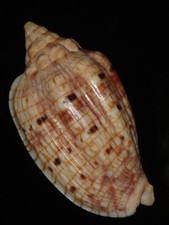 278 Voluta harasewychi 71,2 mm TOP GRADING IMPORTANTE CONCHIGLIA NATURALE RARA BELLEZZA