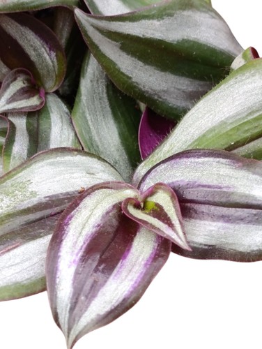 Tradescantia zebrina violet - tradescantia,