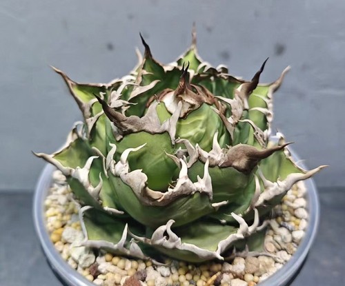 Vendita rara pianta cactus - vendita,