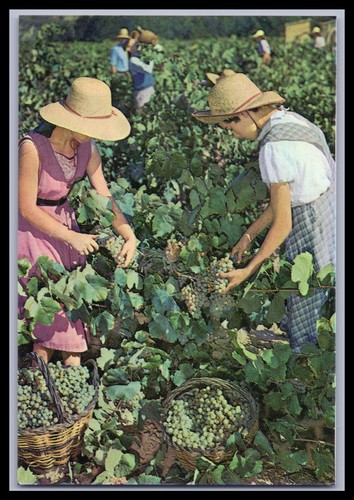 Cartolina cavas codorniu - cavas,