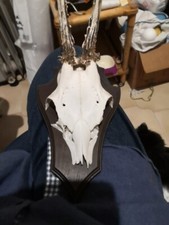 Trofeo caccia vintage anno 1933 , teschio corne di Capriolo