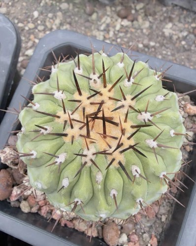1pz pentola 8cm autoradicata - 1pz,