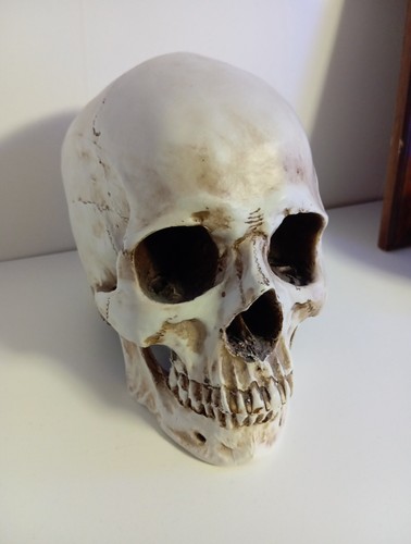 Teschio anatomia memento - teschio, mori
