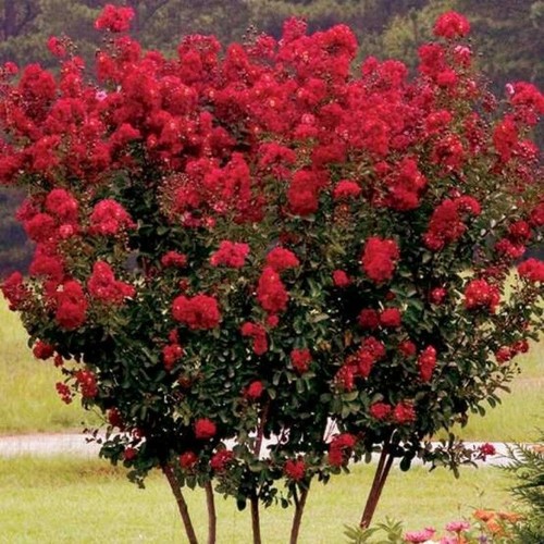 Lagerstroemia indica rossa