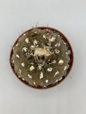 Copiapoa hypogaea var - copiapoa,