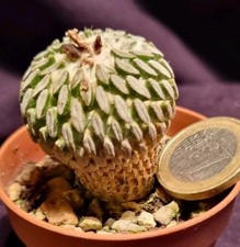 PELECYPHORA ASELLIFORMIS own roots 3 CM aztekium copiapoa euphorbia astrophytum