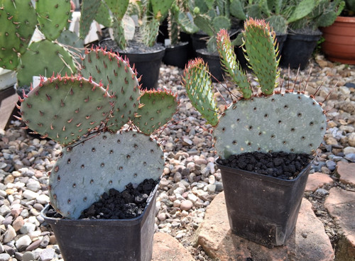 Opuntia macrocentra jan emming - macrocentra,